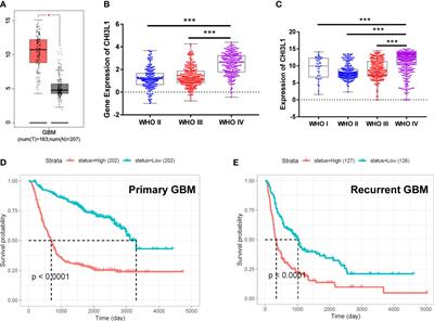 Functional analysis of the short splicing variant encoded by CHI3L1/YKL-40 in glioblastoma